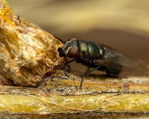 Black Blow Fly photo 6