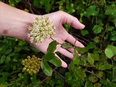 Asclepias curtissii