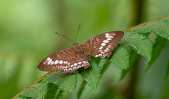Tanaecia trigerta