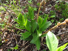 Dactylorhiza viridis virescens