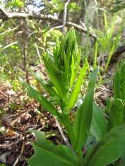 Dactylorhiza viridis virescens