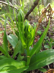 Dactylorhiza viridis virescens