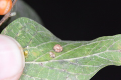 Celticecis capsularis