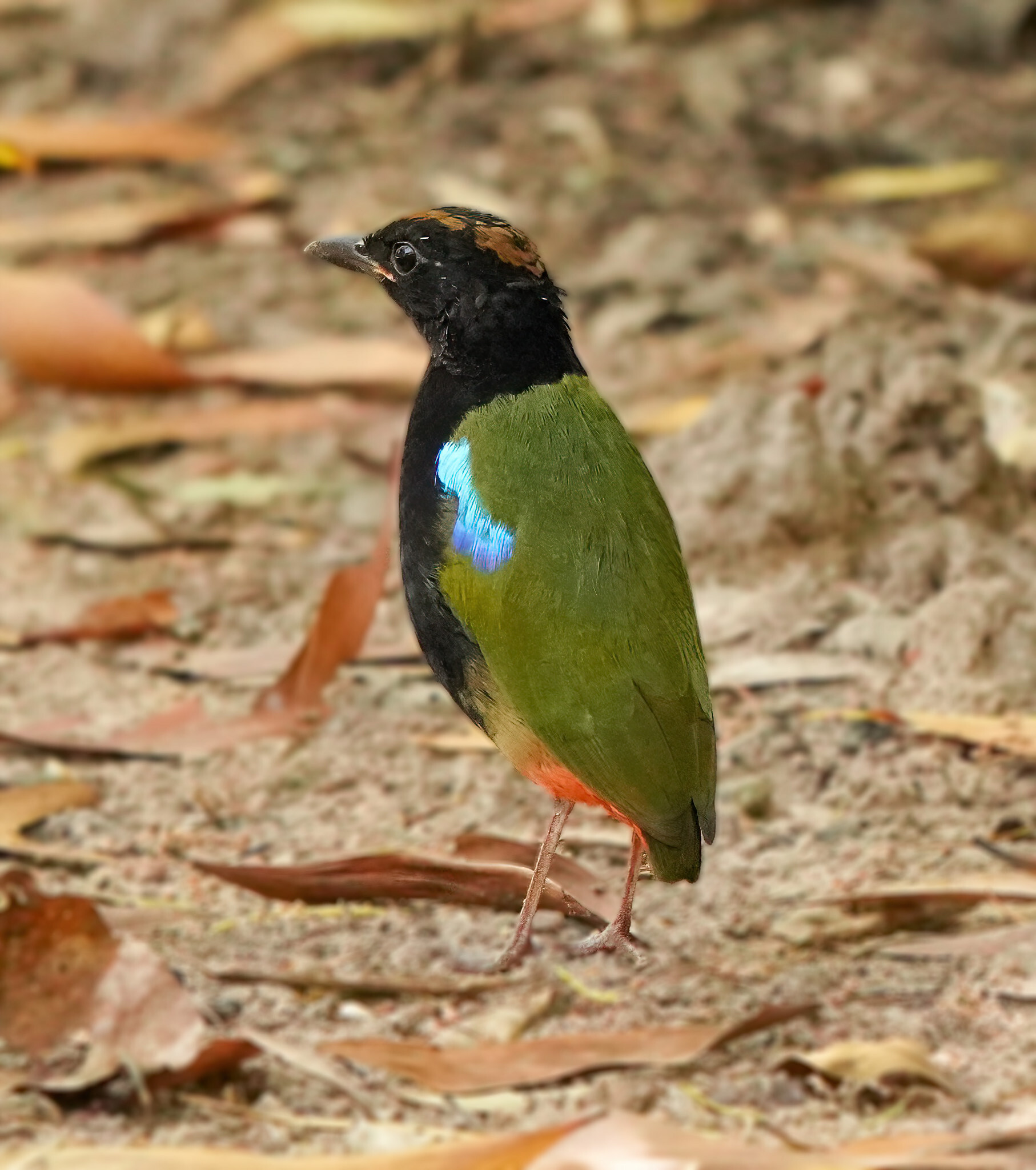Rainbow Pitta (Pitta iris), photo 4