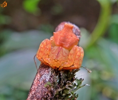 Epicadus trituberculatus