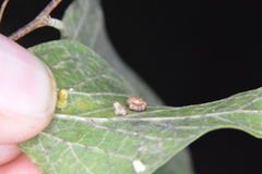 Celticecis capsularis