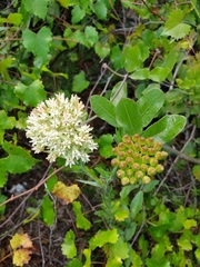 Asclepias curtissii