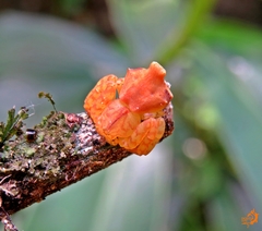 Epicadus trituberculatus