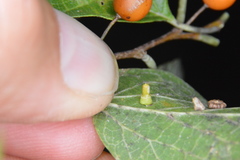 Celticecis aciculata