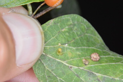 Celticecis aciculata