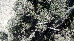 Malacomeles denticulata