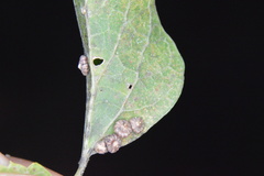 Celticecis capsularis