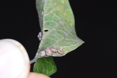 Celticecis capsularis