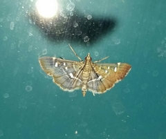 Diathrausta reconditalis
