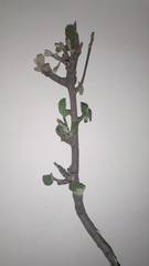 Malacomeles denticulata