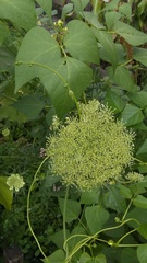 Daucus carota