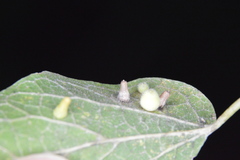 Celticecis aciculata