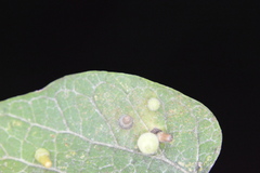 Celticecis aciculata