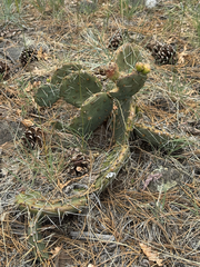 Opuntia pottsii, photograph (c) CK2AZ, some rights reserved (CC BY)