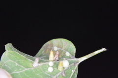 Celticecis aciculata