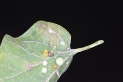 Celticecis aciculata