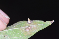 Celticecis capsularis