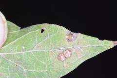 Celticecis capsularis