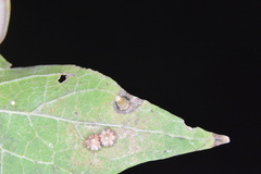 Celticecis aciculata