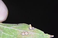 Celticecis aciculata