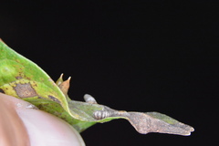 Celticecis capsularis