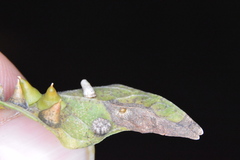 Celticecis capsularis