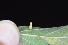 Celticecis aciculata