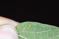 Celticecis aciculata