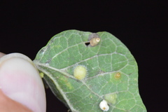 Celticecis pubescens