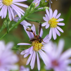 Physocephala marginata