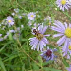 Physocephala marginata