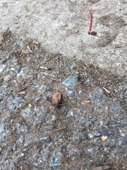 Leptoglossus occidentalis
