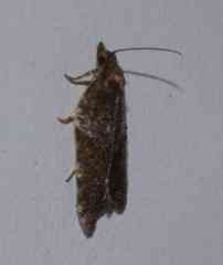 Acleris celiana