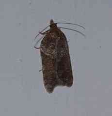 Acleris celiana