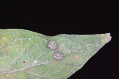 Celticecis capsularis