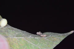 Celticecis capsularis