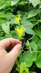 Schizocarpum palmeri