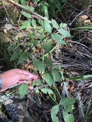 Angelica californica