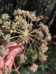 Angelica californica