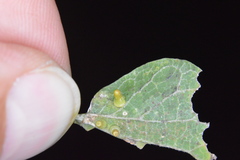 Celticecis aciculata