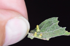 Celticecis aciculata