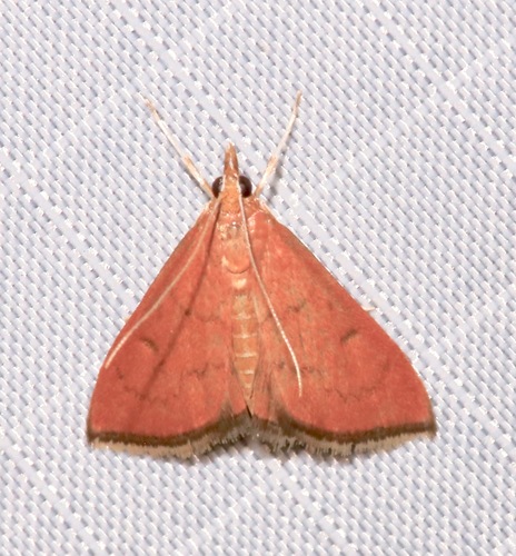 Oenobotys texanalis