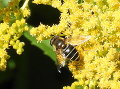 Eristalis obscura