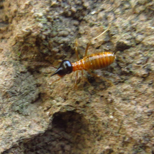 Constrictotermes cyphergaster (Silvestri, 1901)