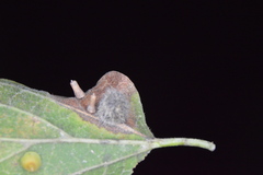 Celticecis pubescens